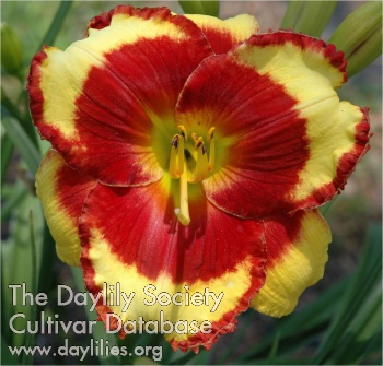 Daylily Paco Bell